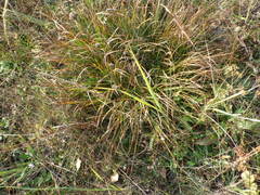 Carex ericetorum