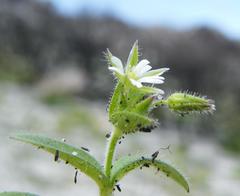 Cerastium capense