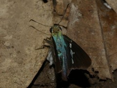 Astraptes janeira