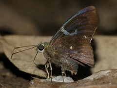 Astraptes janeira