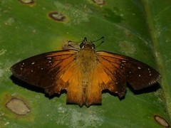 Augiades crinisus