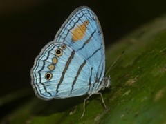 Caeruleuptychia helios