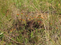 Oedera capensis