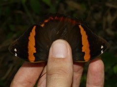 Opsiphanes quiteria