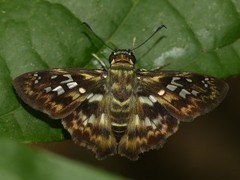 Udranomia kikkawai