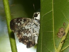 Udranomia kikkawai