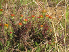 Oedera capensis
