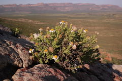Senecio tortuosus