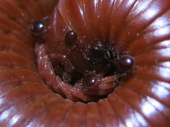 Parasitiformes