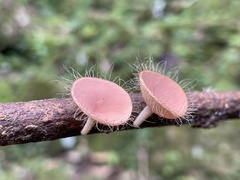 Cookeina sinensis