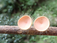 Cookeina sinensis