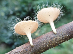 Cookeina sinensis