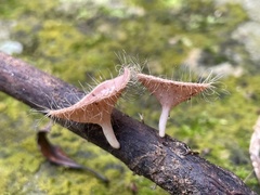Cookeina sinensis