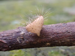 Cookeina sinensis