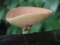 Cookeina sinensis