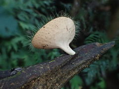 Cookeina sinensis