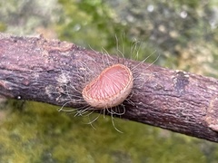 Cookeina sinensis