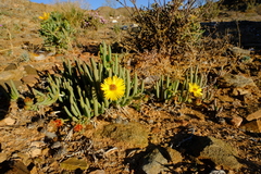 Cephalophyllum numeesense