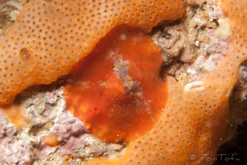 Groot glasmuiltje, Reserva del Toro, Illes Balears, photo 6 of 10