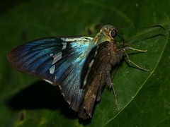 Astraptes janeira