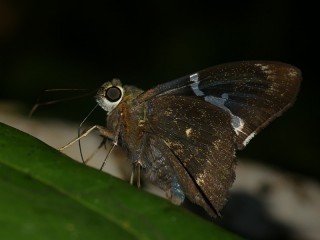 Astraptes janeira