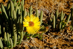 Cephalophyllum numeesense