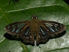 Phanus ecitonorum