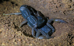 Parabuthus transvaalicus