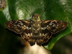Udranomia kikkawai