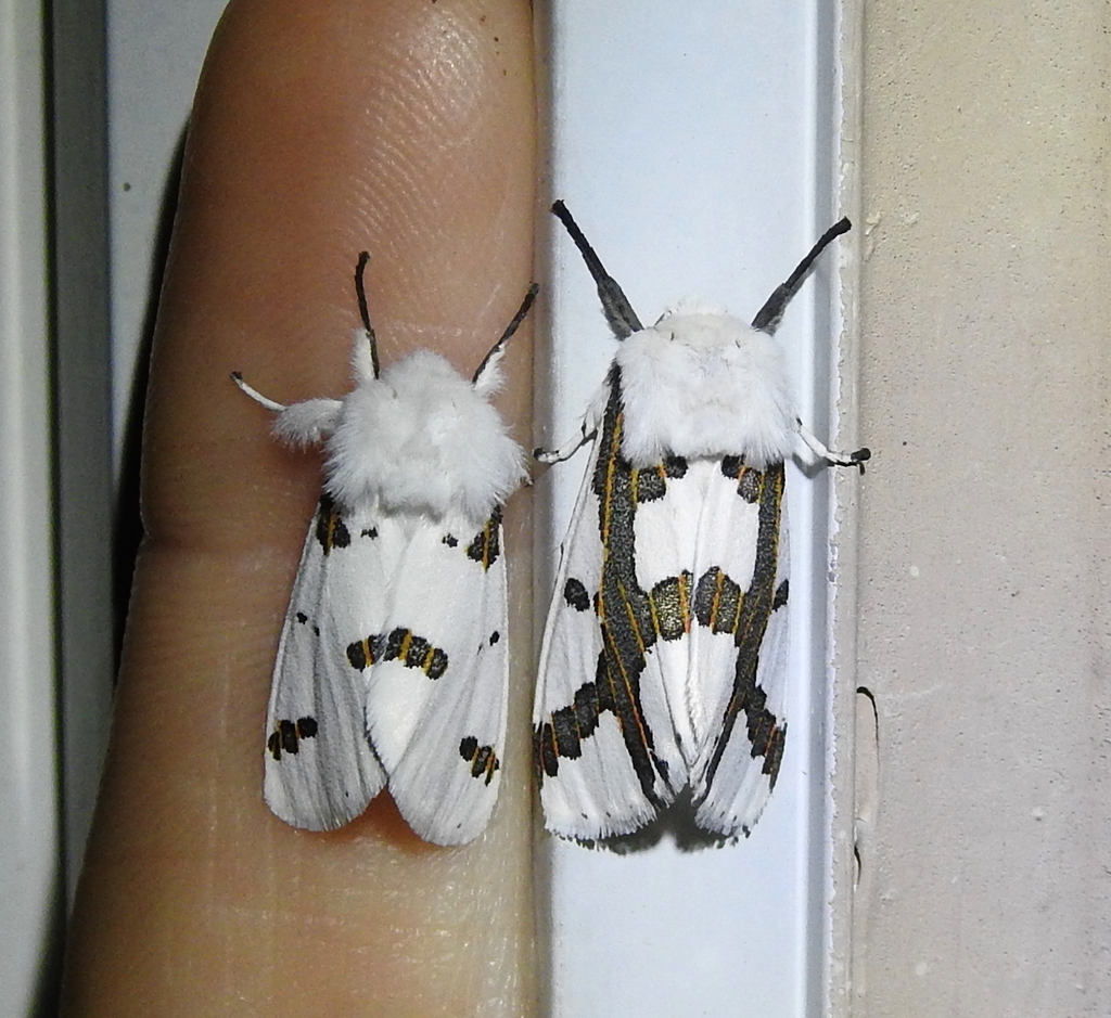 Euerythra