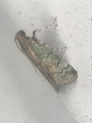 Cacotherapia flexilinealis