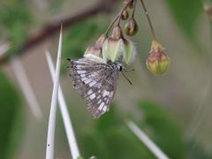 Stugeta subinfuscata