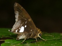 Epargyreus dicta