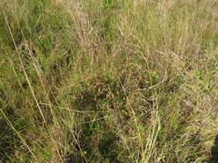 Hermannia cuneifolia