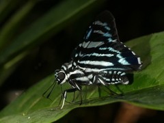 Phocides padrona