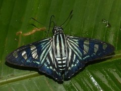 Phocides pigmalion hewitsonius