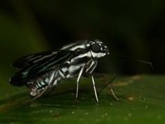Phocides pigmalion hewitsonius