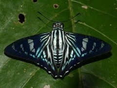 Phocides pigmalion hewitsonius