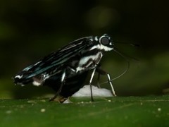 Phocides pigmalion hewitsonius