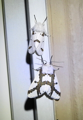 Euerythra trimaculata