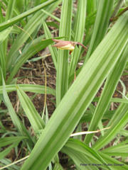 Eulophia hereroensis