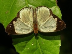 Dynamine chryseis