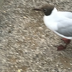 Chroicocephalus ridibundus