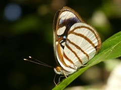 Dynamine chryseis