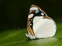 Dynamine coenus albidula