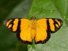 Entheus aureolus