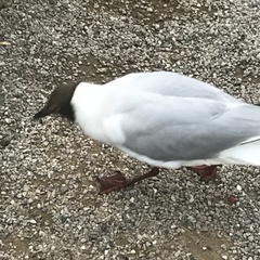 Chroicocephalus ridibundus