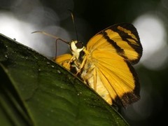 Entheus aureolus
