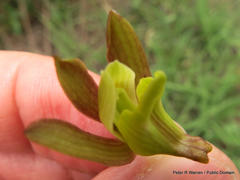 Eulophia hereroensis