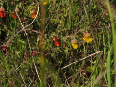 Hermannia cuneifolia